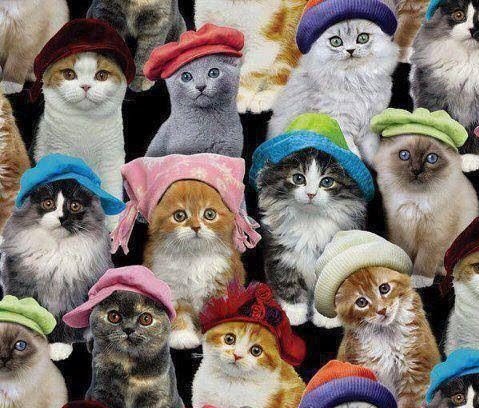 cats in hats
