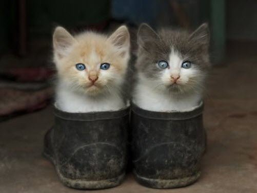 2 in boots