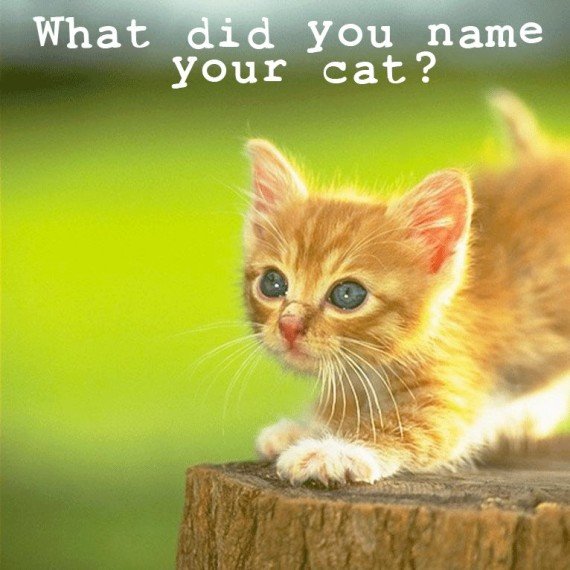 cat name
