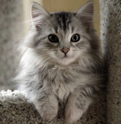 cute fluffy kitten