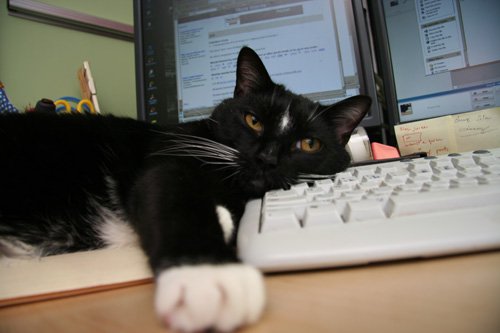 stuff-on-my-keyboard