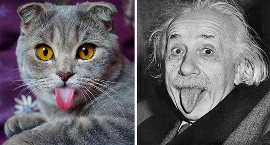 cat-looks-like-celebrities-albert-einstein