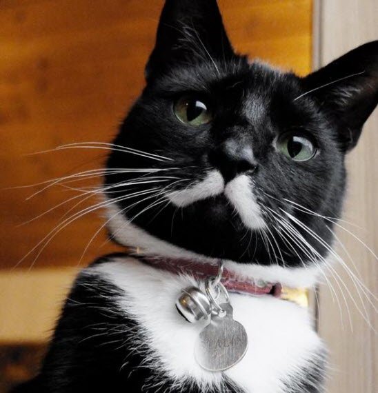 stalin cat 2