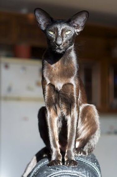 Black Oriental Shorthair Cat