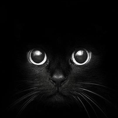 13 Great Reasons Why Black Cats are Awesome!
