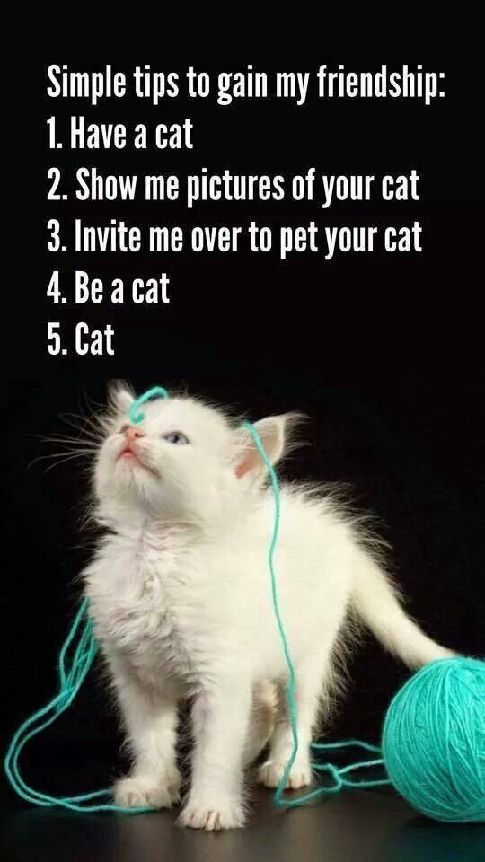 simple tips cat