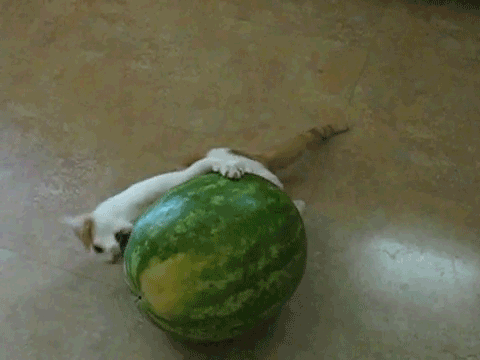 melon