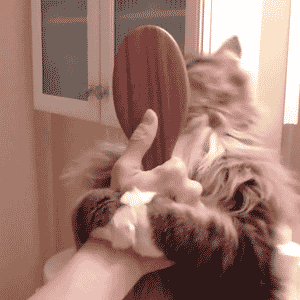 totally brushing