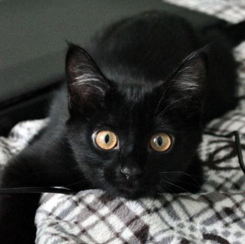 awesome black cat
