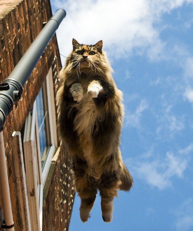 fur flies