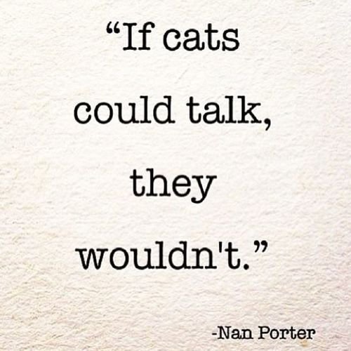 if cats could talk copy