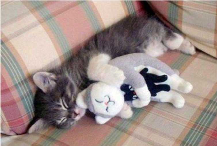kitten cuddles toy