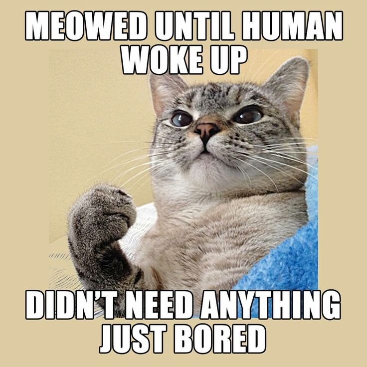 meowed lol