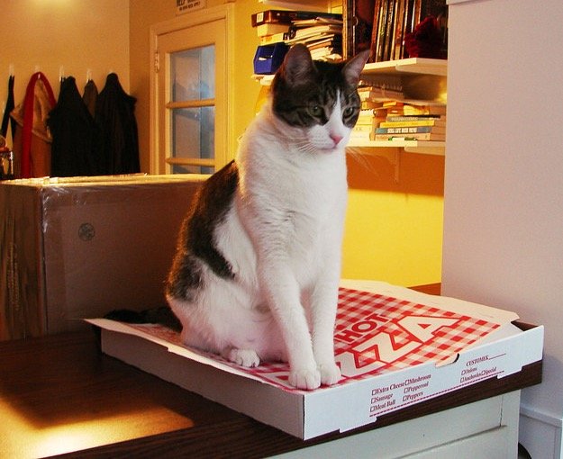 pizza 5