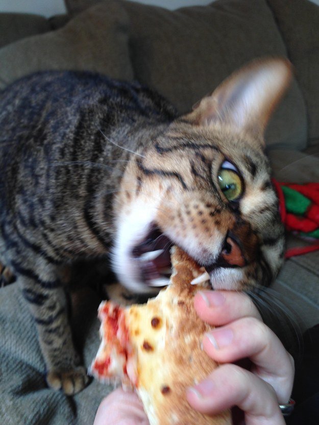 pizza 6