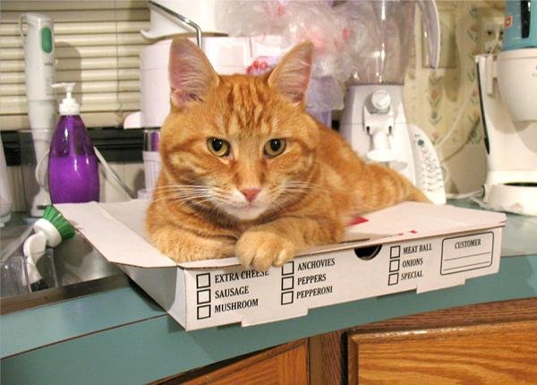 pizza 7