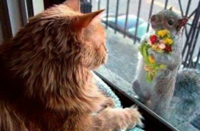 squirrel love