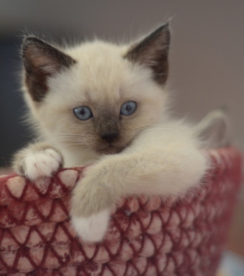 siamese kitten in basket