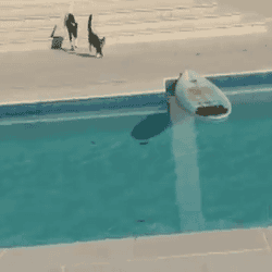 The great escape