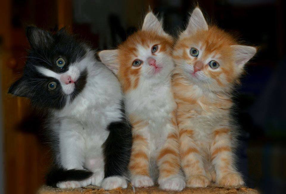 2 ginger 1 b:w
