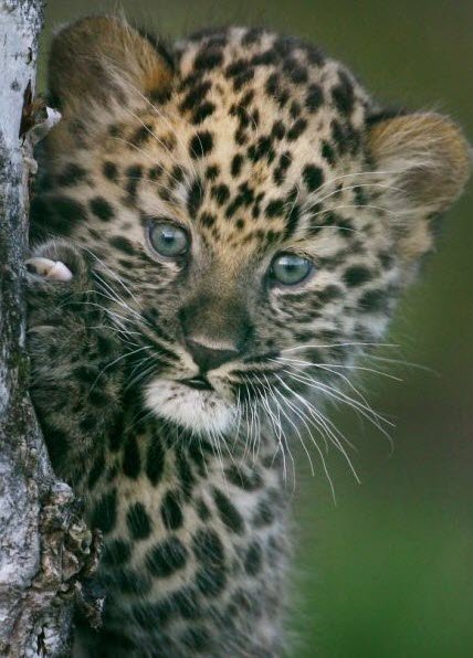 Rare Amur Leopard Cub