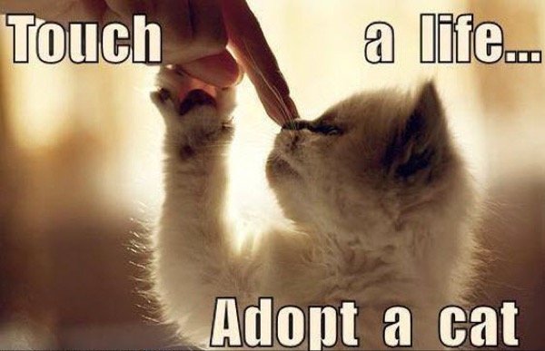 adopt a cat