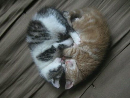 cat heart kitten