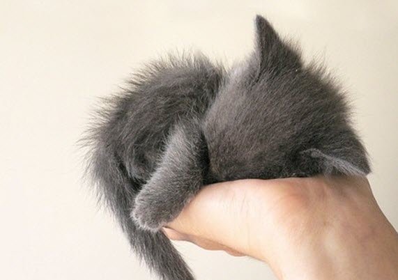 sit on hand and steal heart