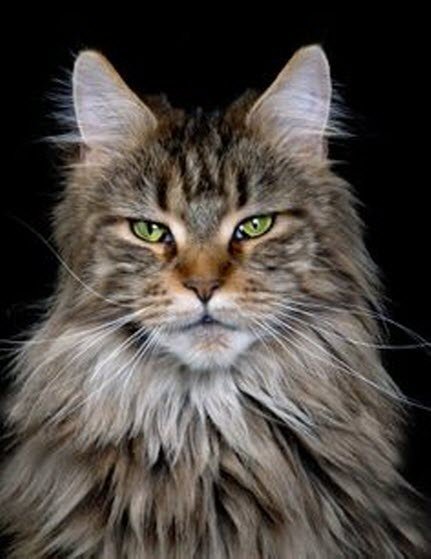 stunning maine coon