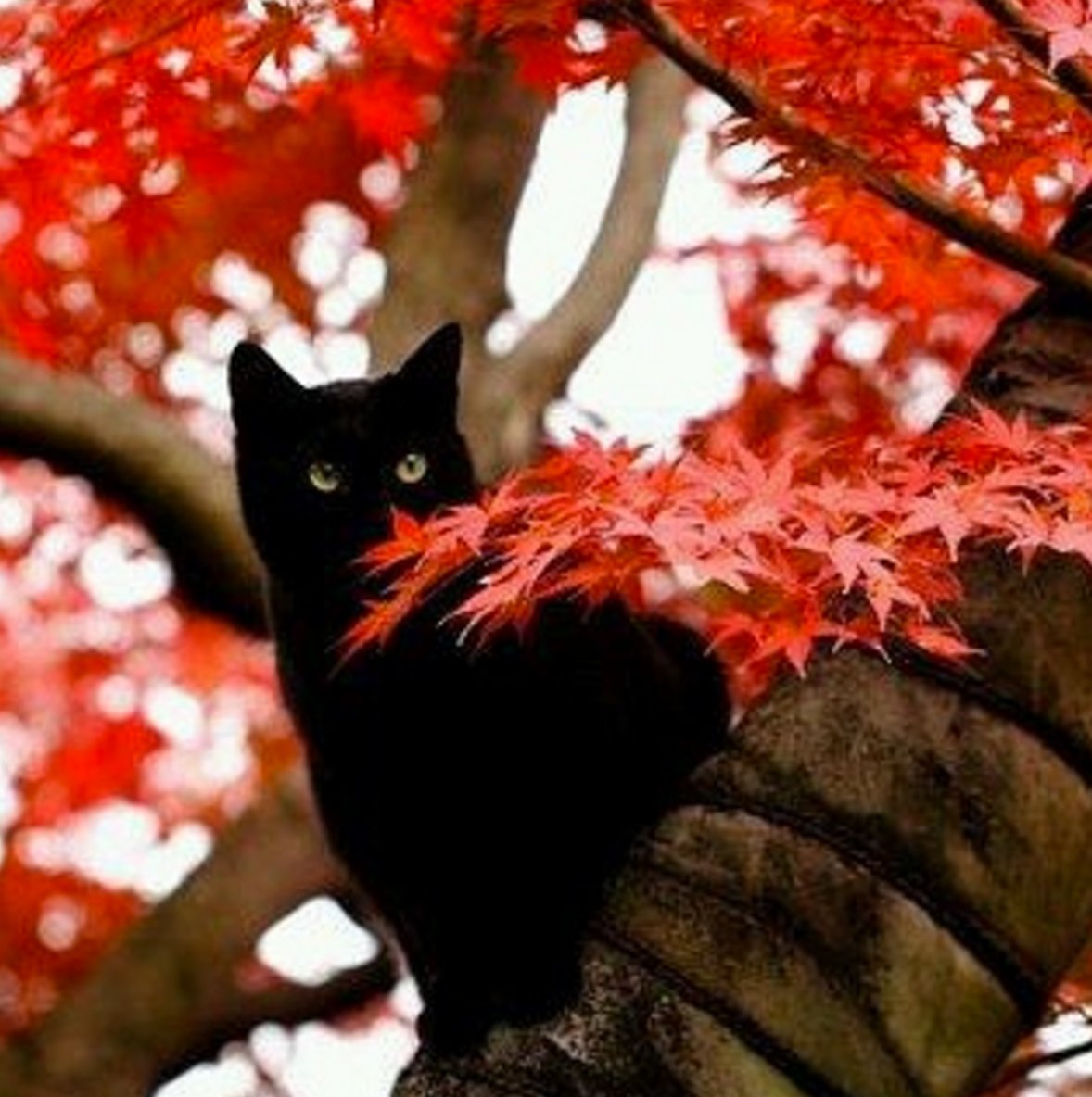 autumn kitty 1