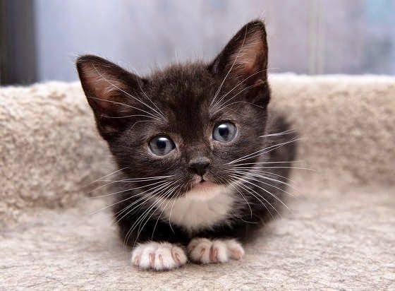 Image result for kitten named Lily