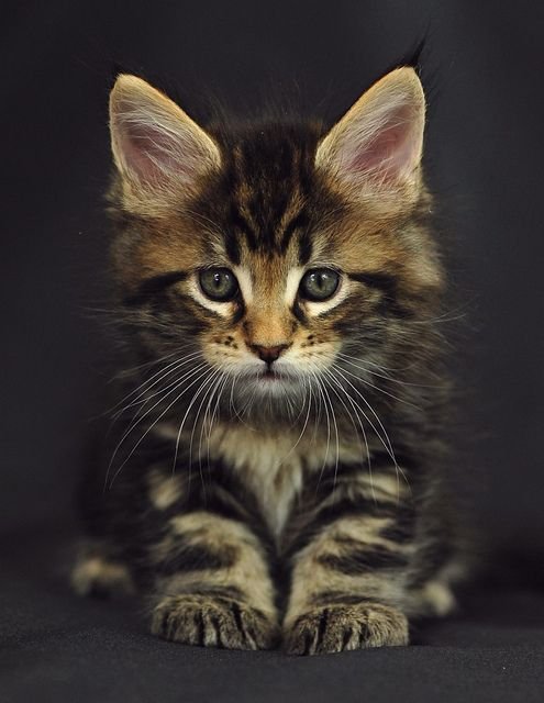 maine coon kitten