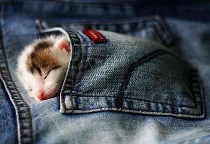 pocket jean kitten
