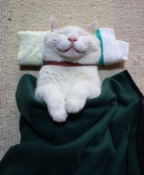 smiley cat