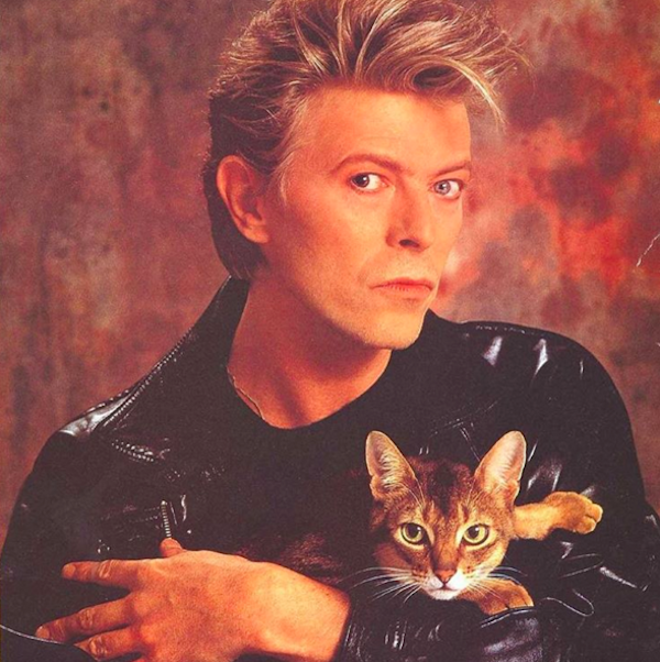 BowieCats1