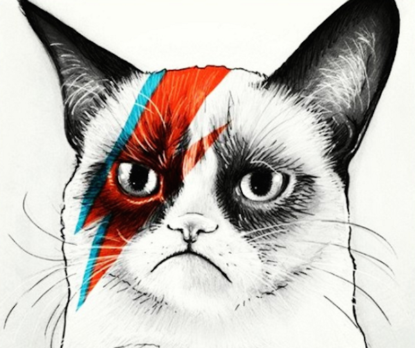 BowieCats4