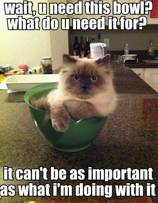 lol_cats_bowl