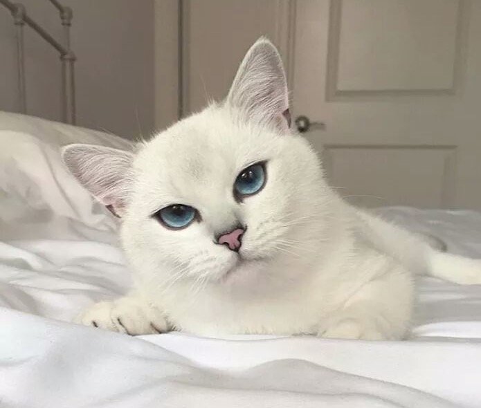 too beautiful