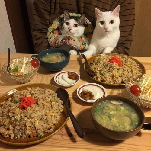 food envy 12