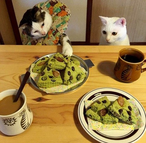 food envy 4