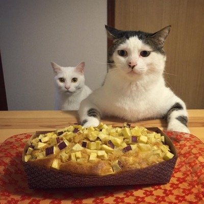 food envy 5a