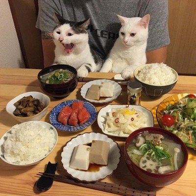 food envy 7