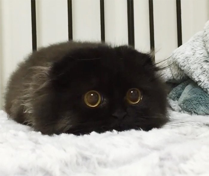 gimo 1
