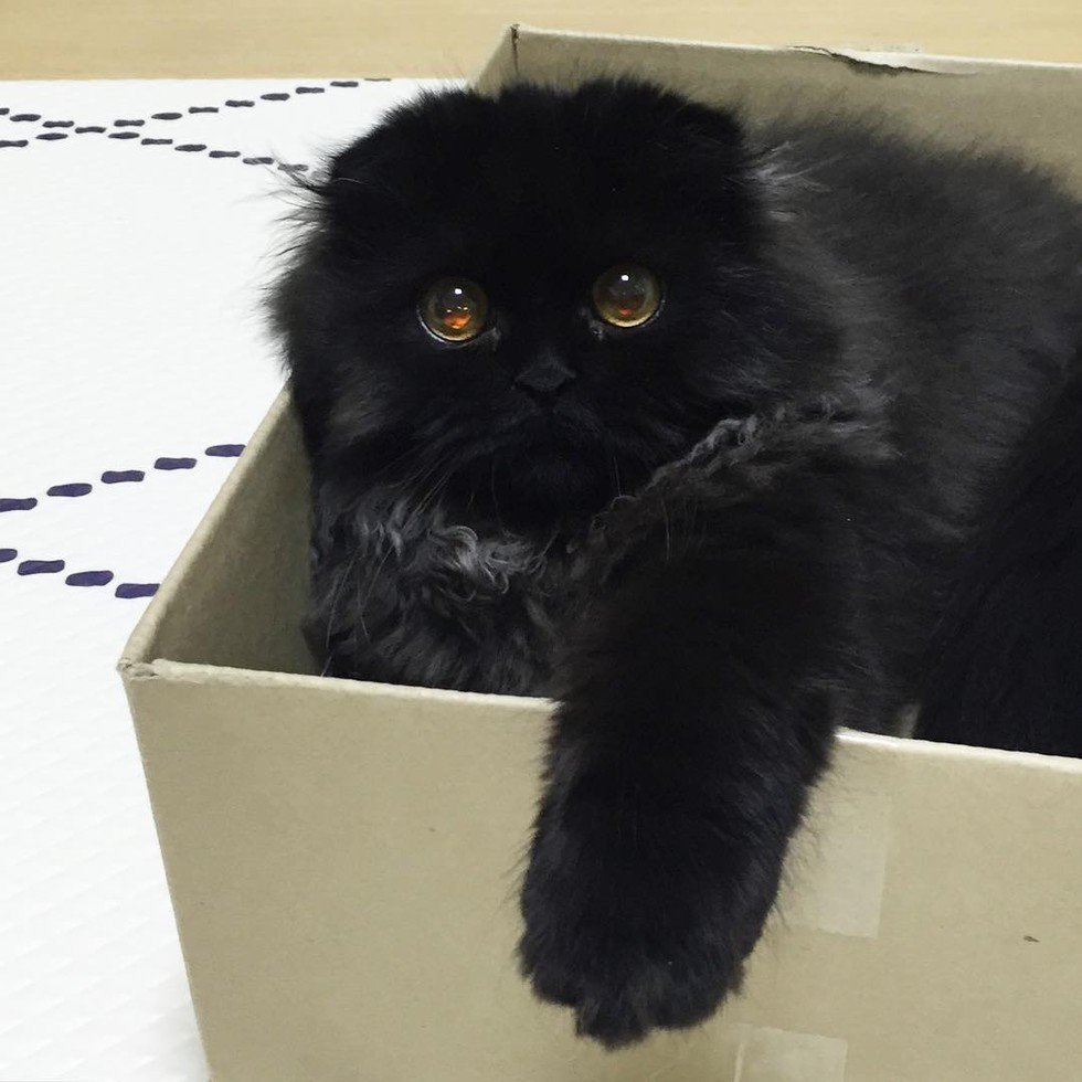 gimo 3