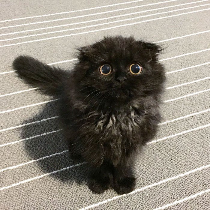 gimo 4