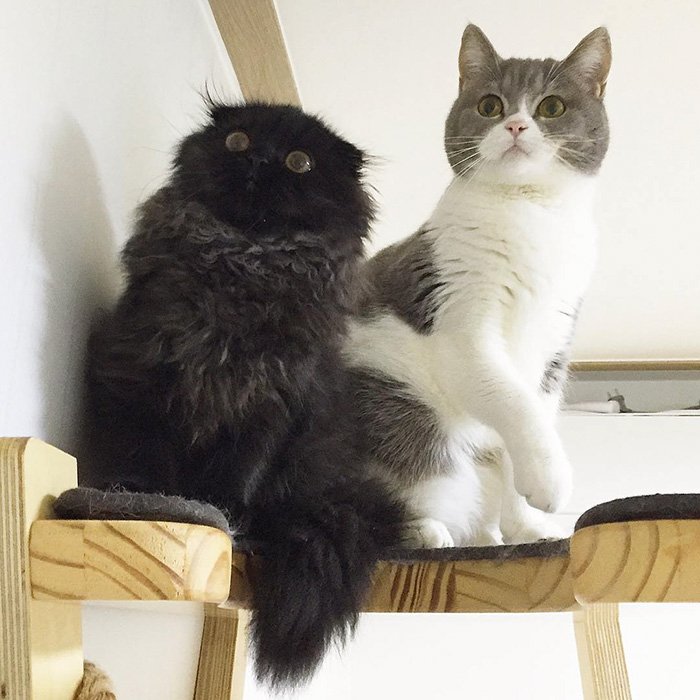 gimo 5
