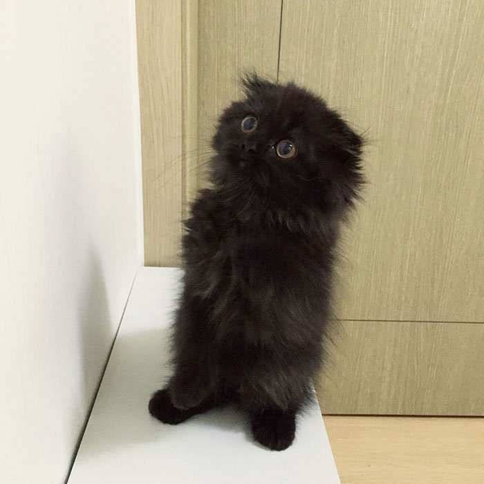 gimo 7