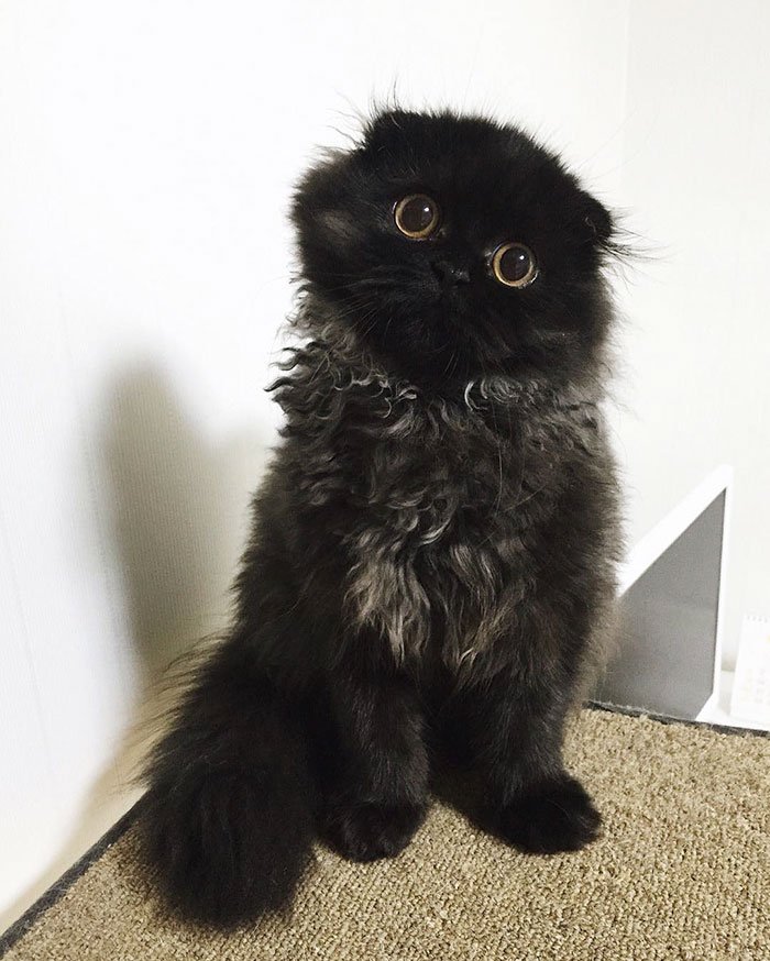 gimo 9