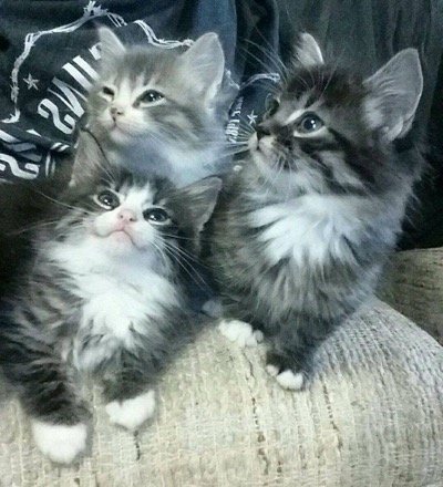 3 little cuties