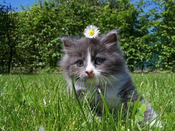too cute daisy